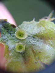 Marchantia polymorpha ruderalis