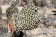 Opuntia pycnantha