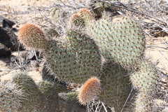 Opuntia pycnantha