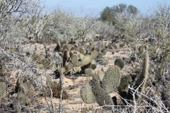 Opuntia pycnantha