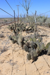 Opuntia pycnantha