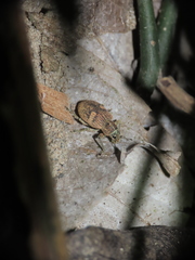 Eugnathus distinctus