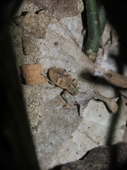 Eugnathus distinctus