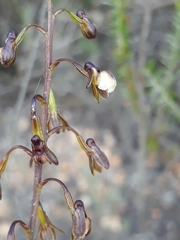 Eulophia cochlearis