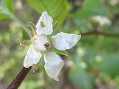 Rubus crataegifolius