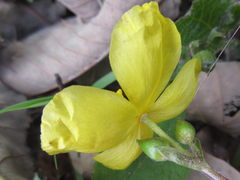 Coreanomecon hylomeconoides