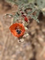 Andrena sphaeralceae