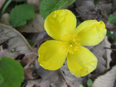 Coreanomecon hylomeconoides