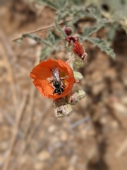 Andrena sphaeralceae