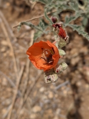Andrena sphaeralceae