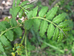 Zanthoxylum piperitum