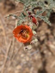 Andrena sphaeralceae
