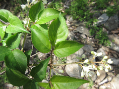 Staphylea bumalda