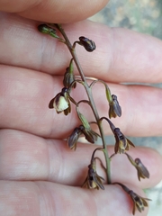 Eulophia cochlearis
