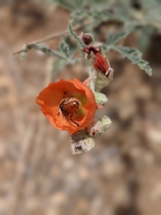 Andrena sphaeralceae