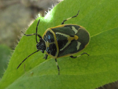 Eurydema gebleri