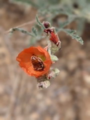 Andrena sphaeralceae