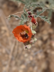Andrena sphaeralceae