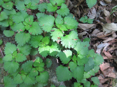 Nanocnide japonica