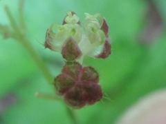 Nanocnide japonica