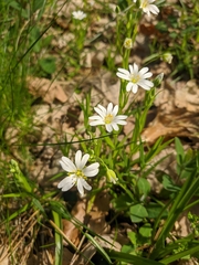 Rabelera holostea