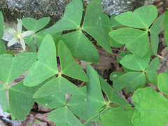 Oxalis obtriangulata