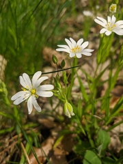 Rabelera holostea