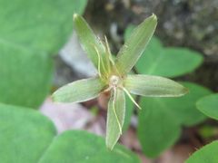Oxalis obtriangulata