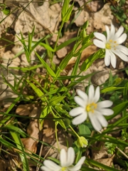 Rabelera holostea