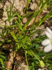 Rabelera holostea