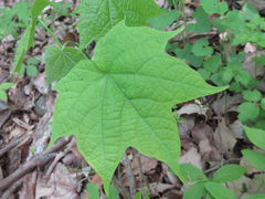 Alangium platanifolium