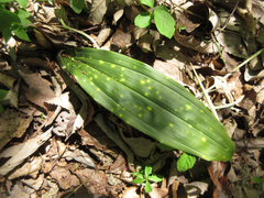 Cremastra appendiculata variabilis