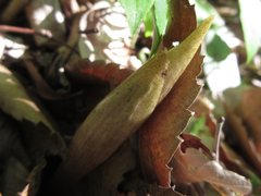 Cremastra appendiculata variabilis