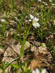 Rabelera holostea
