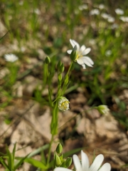 Rabelera holostea