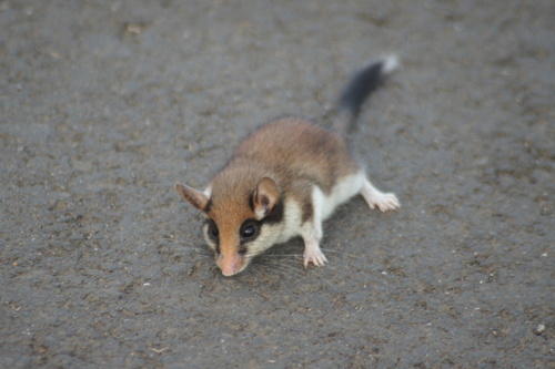 European Garden Dormouse, Innenstadt, Cologne, Germany, photo 8 of 10