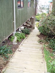 Jovellana sinclairii