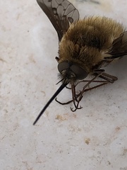 Bombylius medius