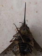 Bombylius medius