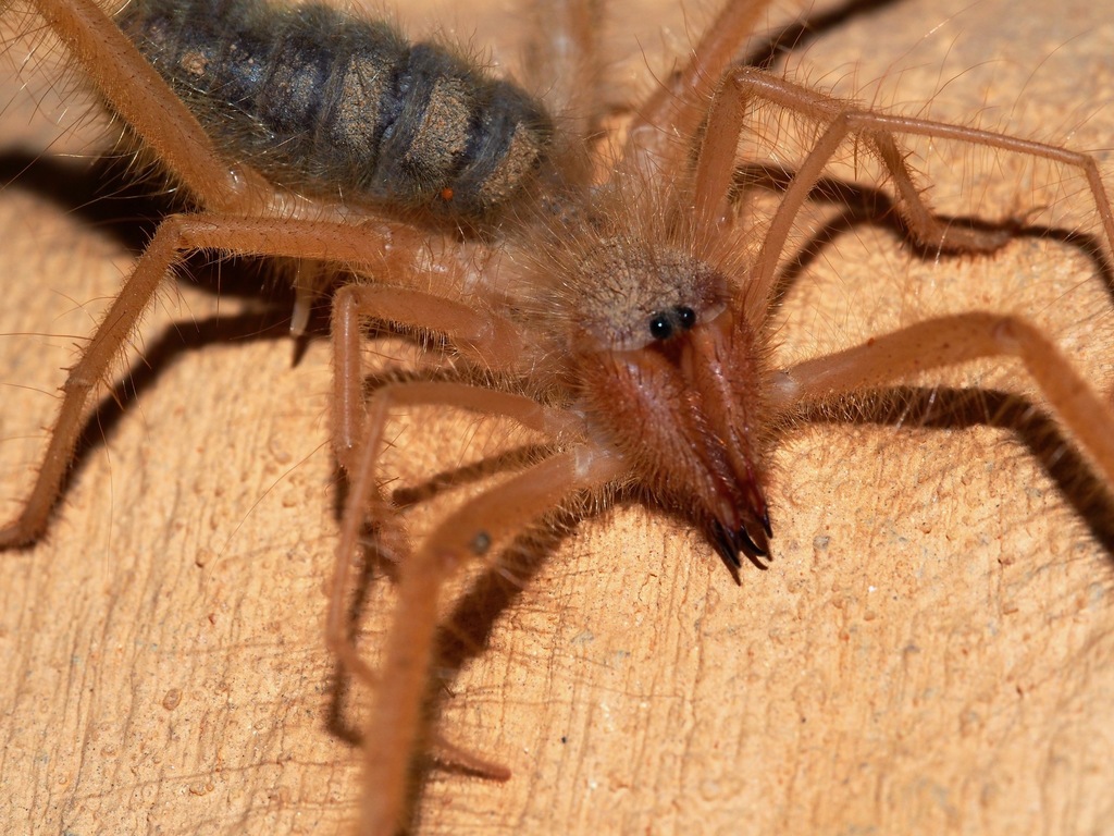 Zeria strepsiceros