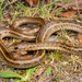 Cape Reed Snake - Photo (c) Tyrone Ping, some rights reserved (CC BY-NC), uploaded by Tyrone Ping