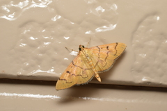 Patania chlorophanta