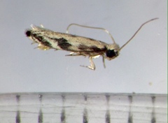 Erechthias zebrina