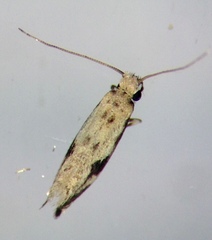 Erechthias zebrina