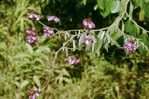 Securidaca pubescens