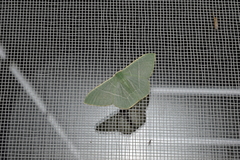 Pelagodes subquadraria