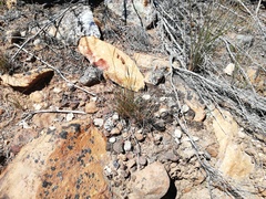 Tribolium hispidum