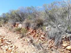 Tribolium hispidum