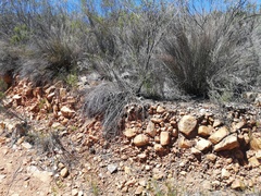 Tribolium hispidum