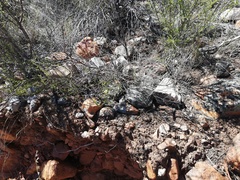 Tribolium hispidum